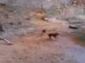 videos de Zoe and Griffy- Moab
