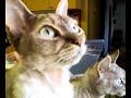 Devon rex bird watching