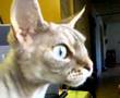 Devon rex bird watching