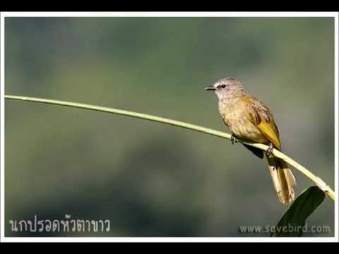 เสียงนกกรงหัวจุก - ถ้าท่านใดอยากจะได้คริปเสียงเป็นแบบ MP3 ก็เข้าไปโหลดที่ 4shared นี้ได้เลยนะครับ...