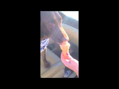 Chocolate Lab -vs- Ice Cream Cone