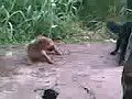 dog fight dog fight