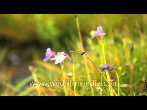 how to grow utricularia