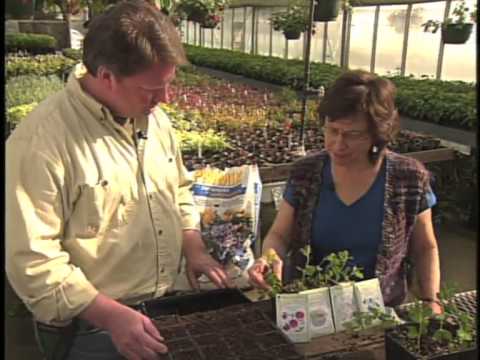 how to fertilize sweet peas