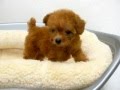トイプードル by NIPPON PET（岐阜、大垣のペットショップ）