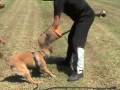 videos de DRAX