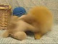 ??? Pomeranian ??? Pomeranian