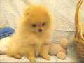 松鼠犬 Pomeranian
