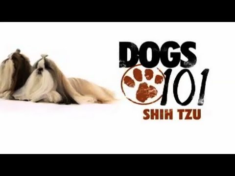 how to get rid of fleas on my shih tzu
