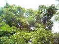 Amazing millions of birds in 1 tree in Dunnville Ontario