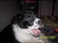 BORDER COLLIE Carpo