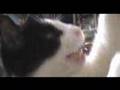 The Nice Kitty Song