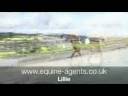 4 yrs 15 hh Chestnut Welsh X Mayfield