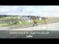 videos de 4 yrs 15 hh Chestnut Welsh X Mayfield
