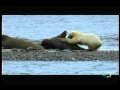 Planet Earth Extremes - Predator To Prey - Part 1