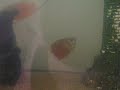 Fishy Moments Fishy Moments