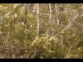 lost at Bluff creek