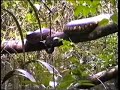 avvistamento di un grosso esemplare di anaconda nella riserva xixuau xiparina amazzonia brasiliana