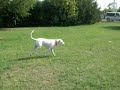 Ma non dovrebbe essere il cane a correre?