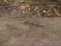 BIG Centipede, Jungle Thailand!
