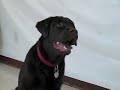 See video