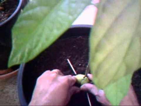 how to transplant avocado plants