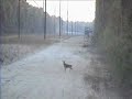Dumb Deer