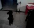 El chueco Maciel
