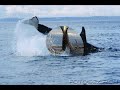 orca-linking park