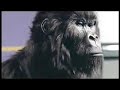 Cadbury Gorilla Advert - Total Eclipse Of The Heart