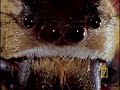 Bee vs. Jumping Spider Bee vs. Jumping Spider
