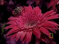 Bee vs. Jumping Spider