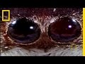 Bee vs. Jumping Spider