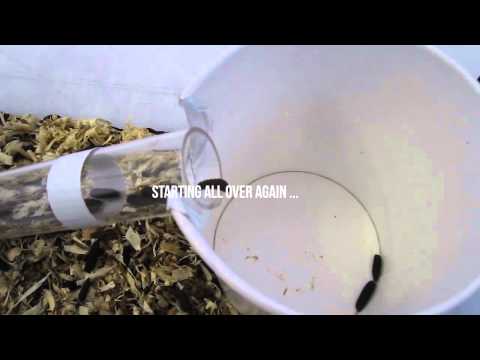 how to harvest crickets