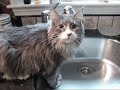 New Video of Apollo and Jasper