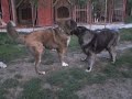 KAVKASKI OVČAR, CAUCASIAN OVTCHARKA, KAUKASISCHER OWTSCHARKA, ŠARPLANINAC, TORNJAK, KANGAL. WWW.rex-king.com