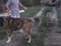 KAVKASKI OVČAR, CAUCASIAN OVTCHARKA, KAUKASISCHER OWTSCHARKA, ŠARPLANINAC, TORNJAK, KANGAL. WWW.rex-king.com