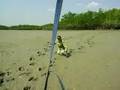 mangrove adventure