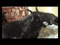 Bouvier des Flandres/playtime -4weeks old/ Bouvier des Flandres/playtime -4weeks old/