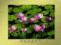 beatiful japan amami asazaki ikue