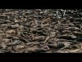 APOCALYPTO\