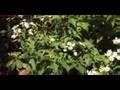 Alicia Koester Goes to the Botanical Gardens with Fred Bove