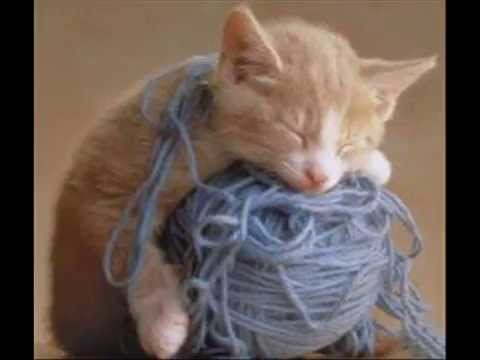 Cats and Dogs - Cats and Dogs, Cutie pics .... As this says CUTE PICS!! I made this 4 years ago while I was teaching myself how to do them - so YES I do know they repeat, YE...