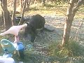 pup,,