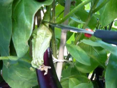 how to harvest aubergines