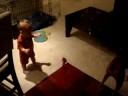 Bubble Baby Boxer