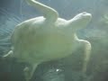 Oceanarium Oceanarium