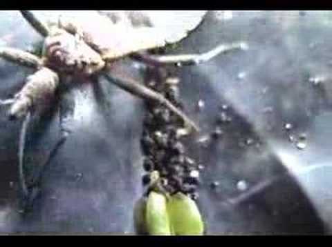 Video y Cancion sobre la Enfermedad ...
