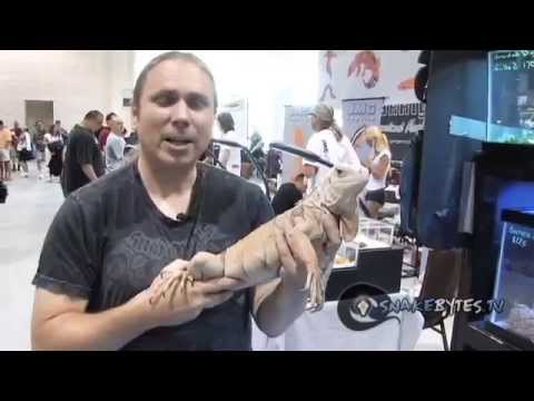 YouTube reptile video