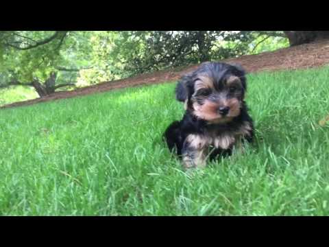 Baxter is a very relaxed loving quiet puppy who loves to be around people